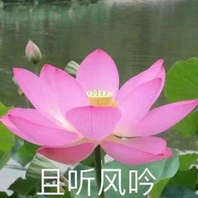 龙之峡谷手游下载